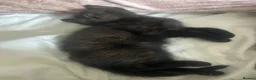 Mixed Breed cats for sale: Male 10 weeks old mum ragdoll dad half Persian  in Lowestoft - Advert 5