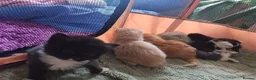 Mixed Breed cats for sale: Beautiful long haired kittens - Advert 12