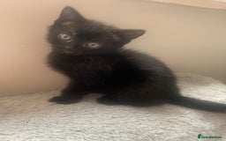 Mixed Breed cats for sale: Part Persian  - Image 19