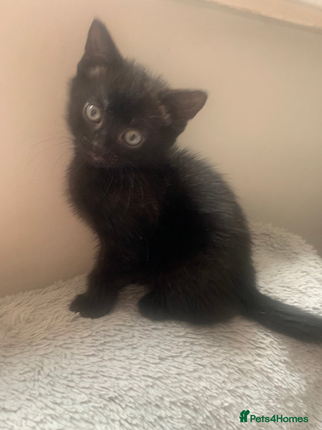 Mixed Breed cats for sale: Part Persian  - Image 19