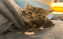 Mixed Breed cats for sale: 3 loveable female kittens - Image 3