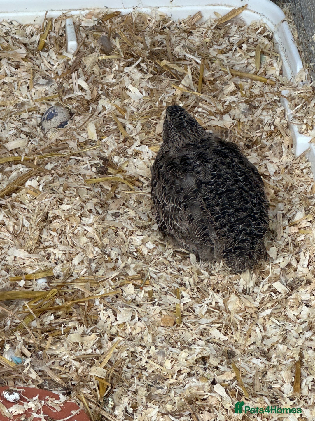 Quail poultry for sale: Quails for sale  - Image 2