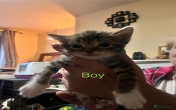 Mixed Breed cats for sale: 6 beautiful kittens for sale - Image 5