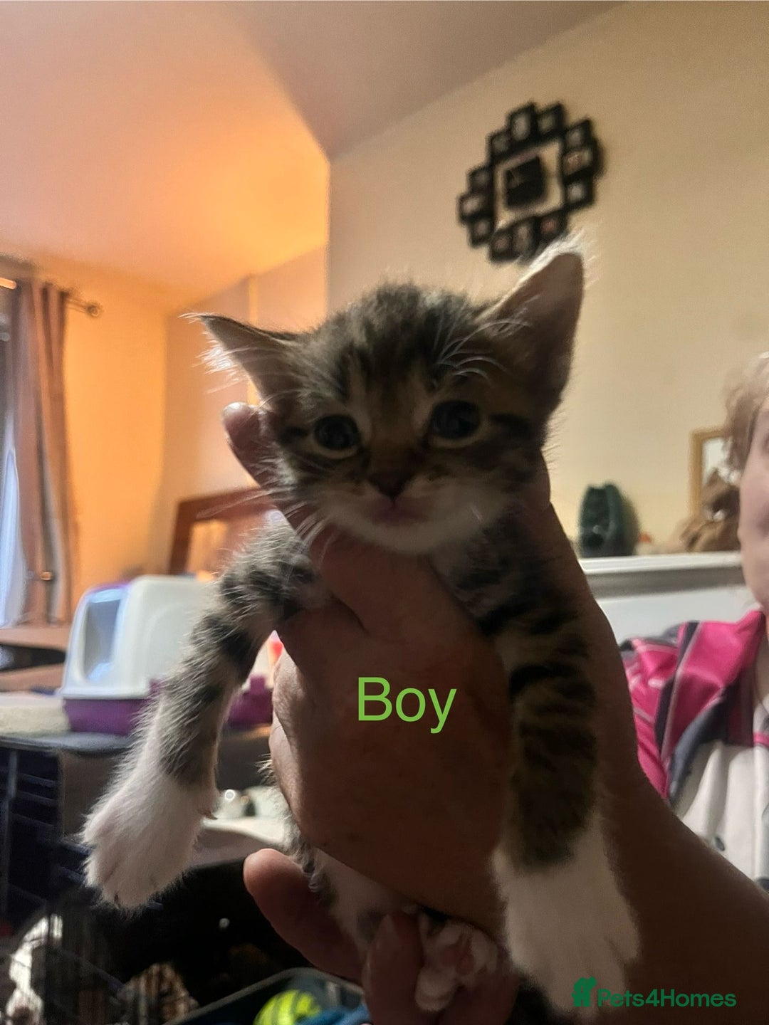 Mixed Breed cats for sale: 6 beautiful kittens for sale - Image 5