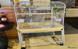 Parrots birds for sale: Blue Fronted Amazon Parrot  - Image 6