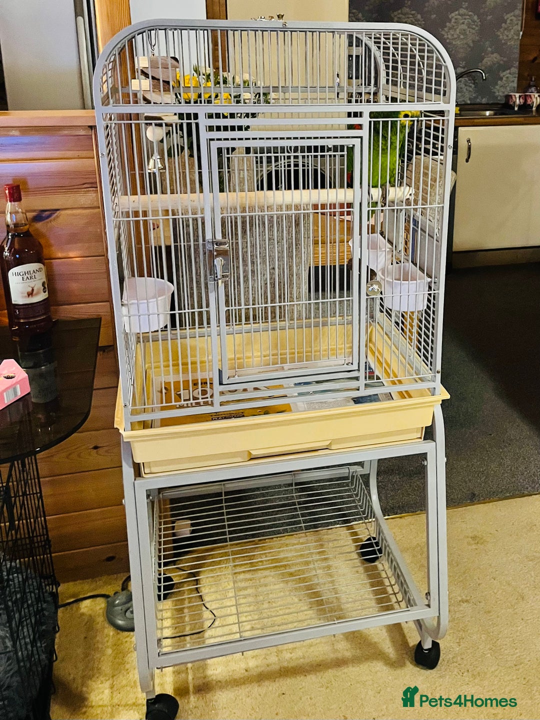 Parrots birds for sale: Blue Fronted Amazon Parrot  - Image 6