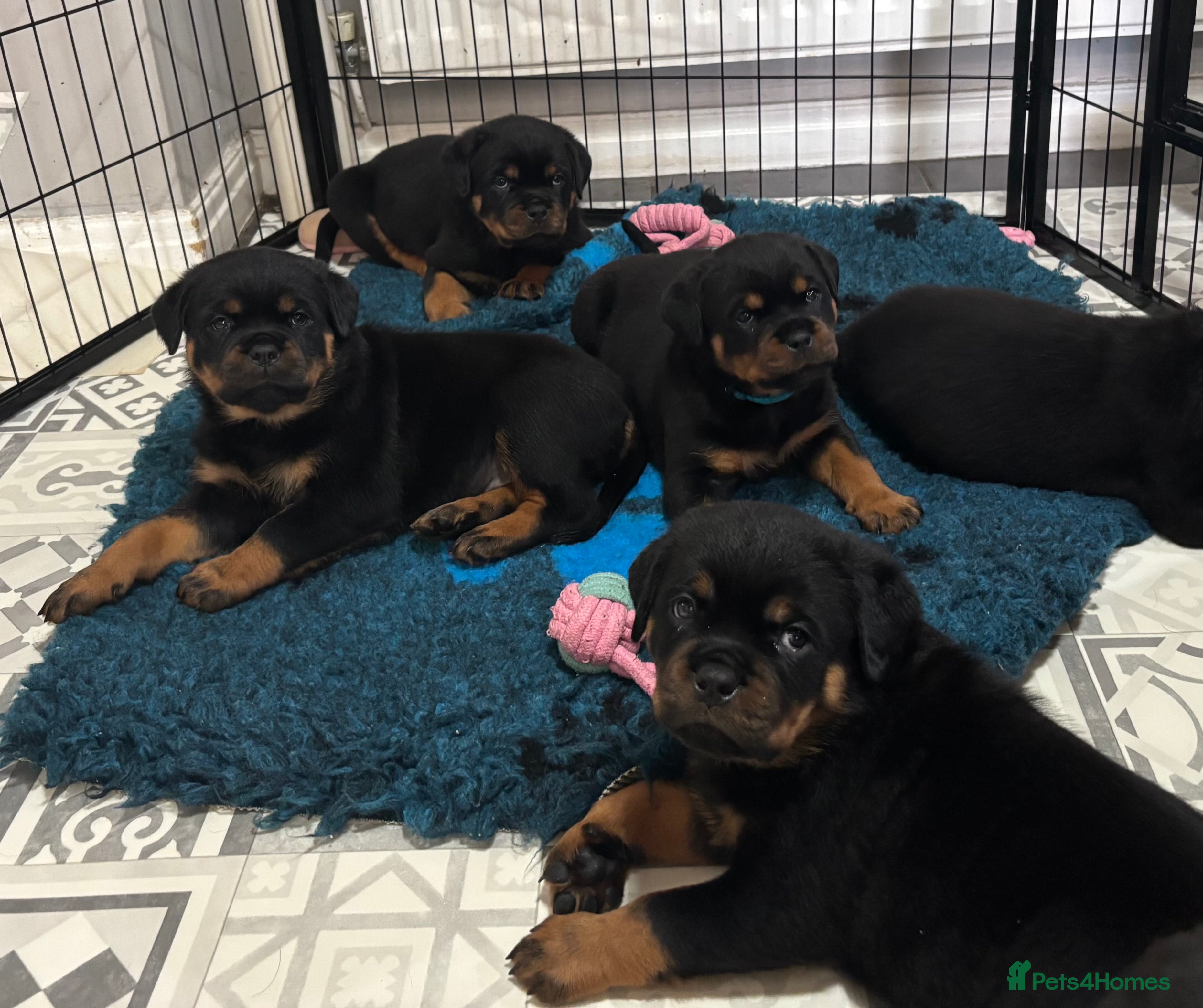 Rottweiler dogs Top Quality KC Health Tested Rottweiler Puppies  - Advert 1