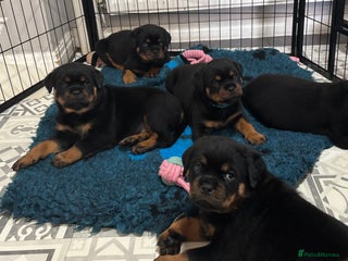 Rottweiler dogs Top Quality KC Health Tested Rottweiler Puppies - Advert 4