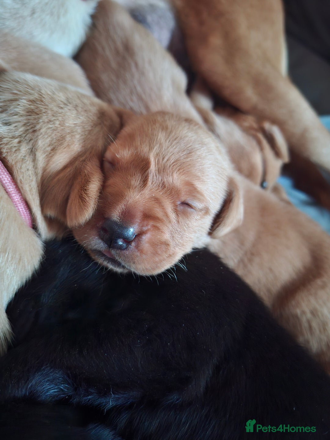 Labrador Retriever dogs for sale: Labrador Retriever litter - Advert 6