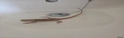 Bearded Dragon reptiles for sale: Bearded Dragon - Female - 5 Months Old - Advert 10