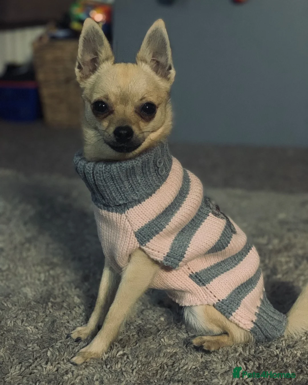 Pomchi dogs for sale: 🐾Pomchi available for adoption🐾 - Advert 1