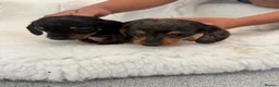 Miniature Dachshund dogs for sale: beautiful minature dapple dachshund puppies  in Pulborough - Advert 11