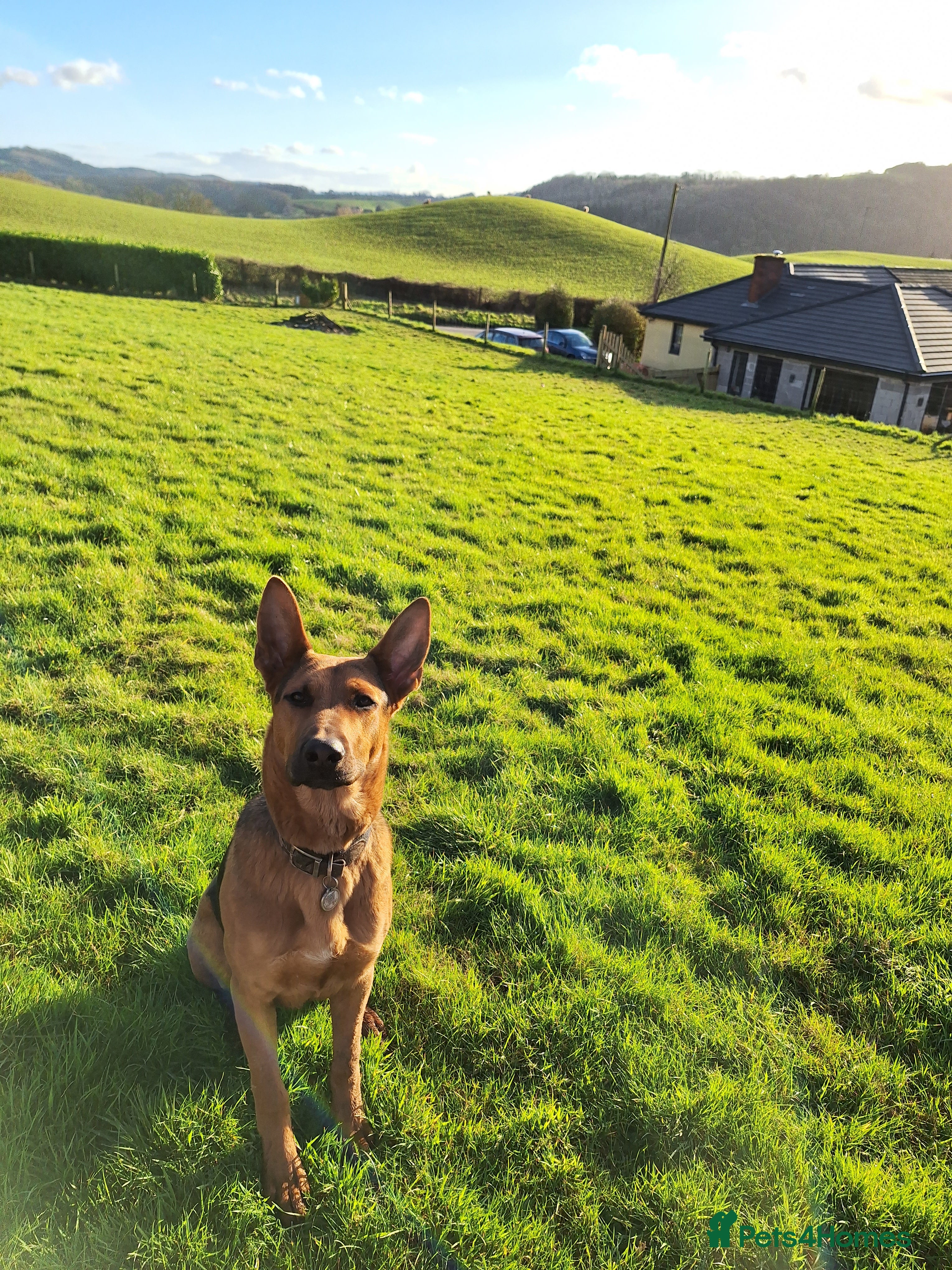 Mixed Breed dogs  Red – Looking for a Loving Country Home - Advert 1