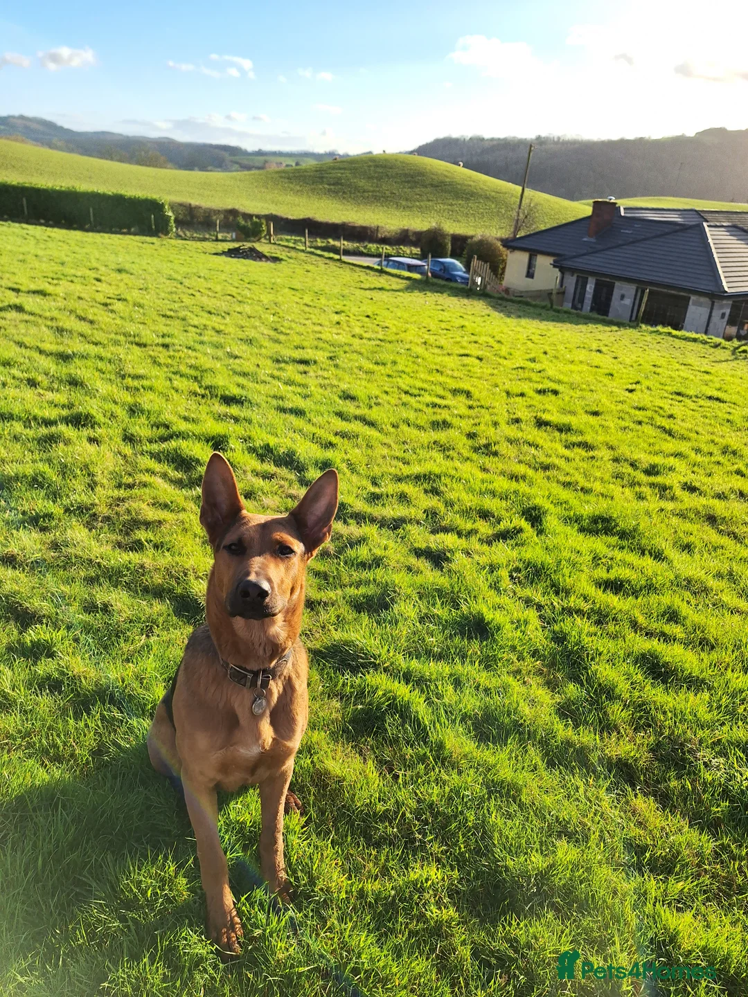 Mixed Breed dogs for sale:  Red – Looking for a Loving Country Home - Advert 1