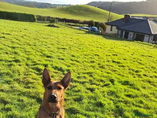 Mixed Breed dogs Red – Looking for a Loving Country Home - Advert 10