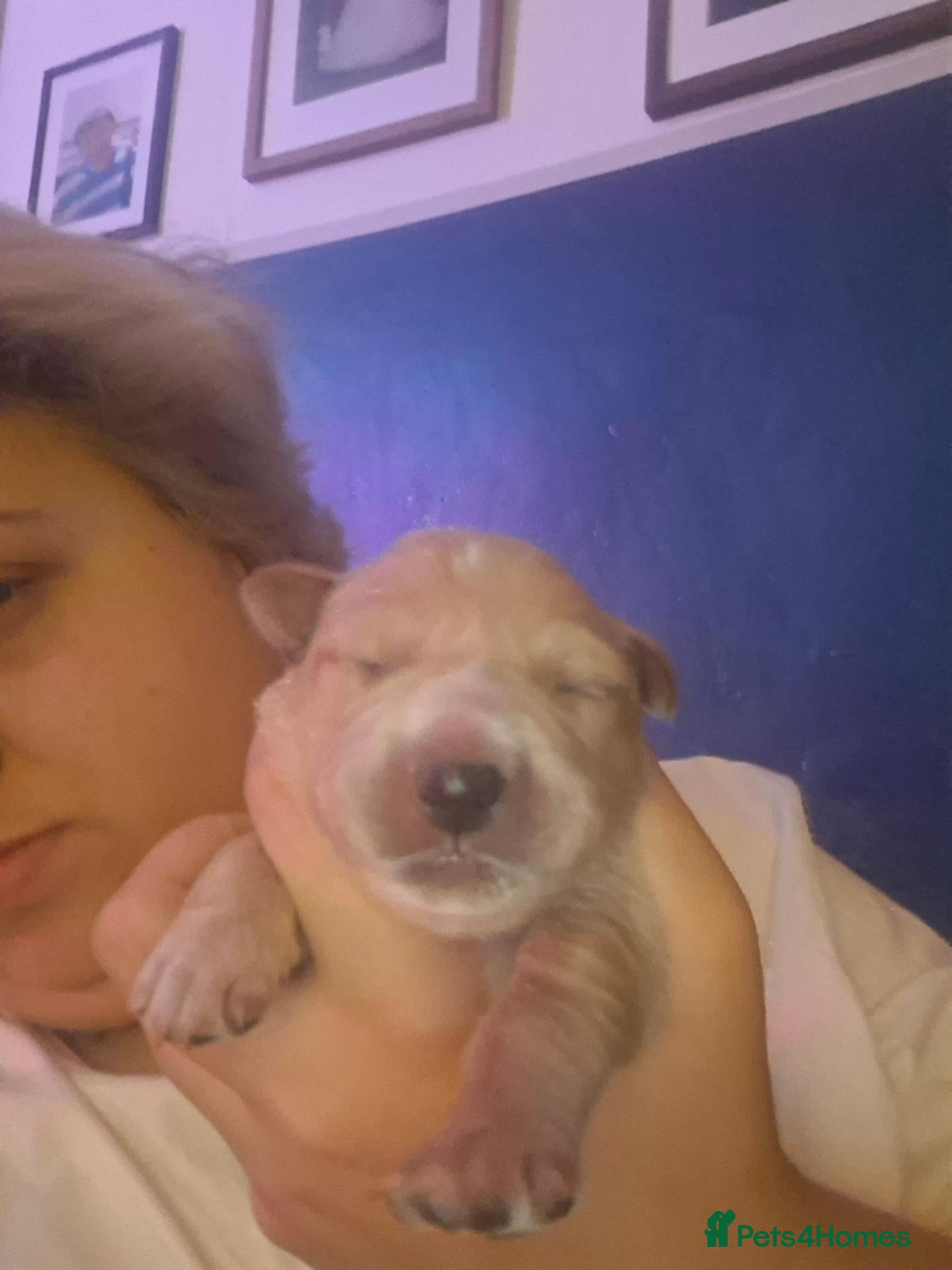 Mixed Breed dogs Gorgeous f1 border retreiver pups - Advert 1