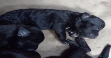 Patterdale Terrier dogs - Advert 5