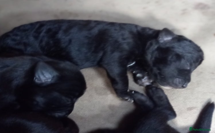 Patterdale Terrier dogs - Advert 1