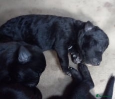 Patterdale Terrier dogs - Advert 7