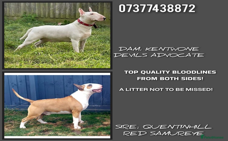 English Bull Terrier dogs - Advert 1