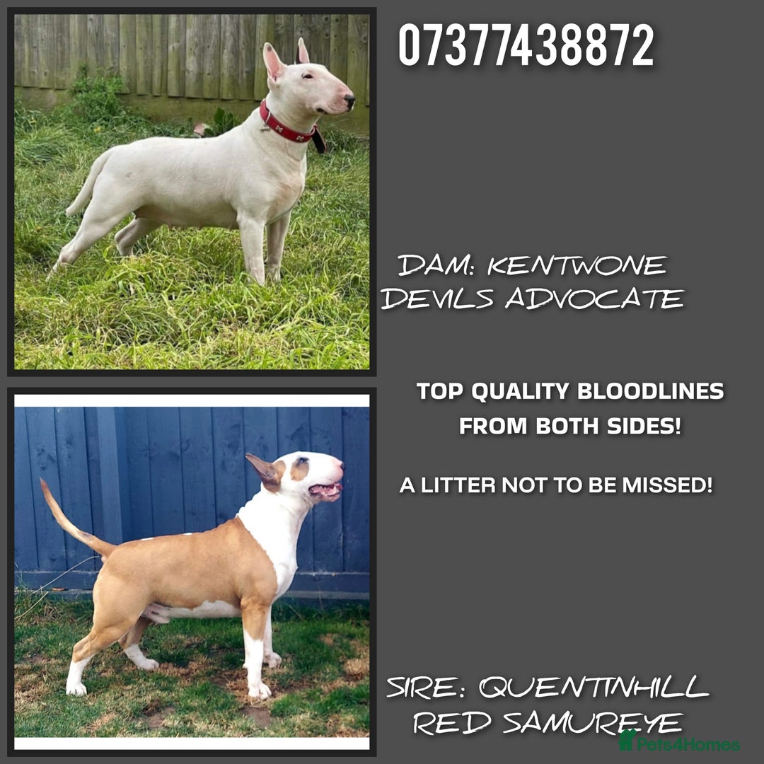 English Bull Terrier dogs for sale: Top Quality English bull terriers! - Image 1