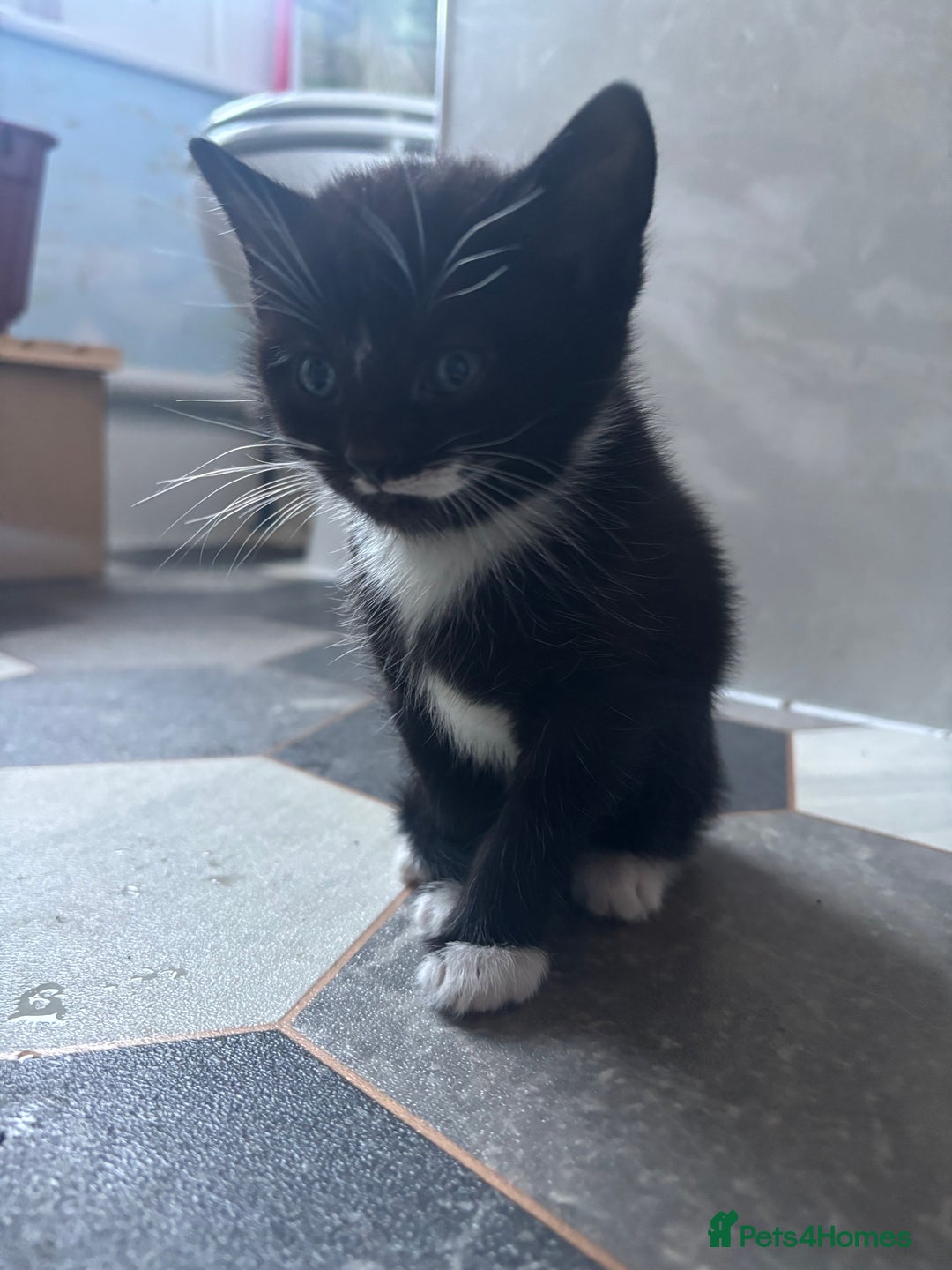 Mixed Breed cats for sale: Adorable Kittens for Sale  - Advert 6