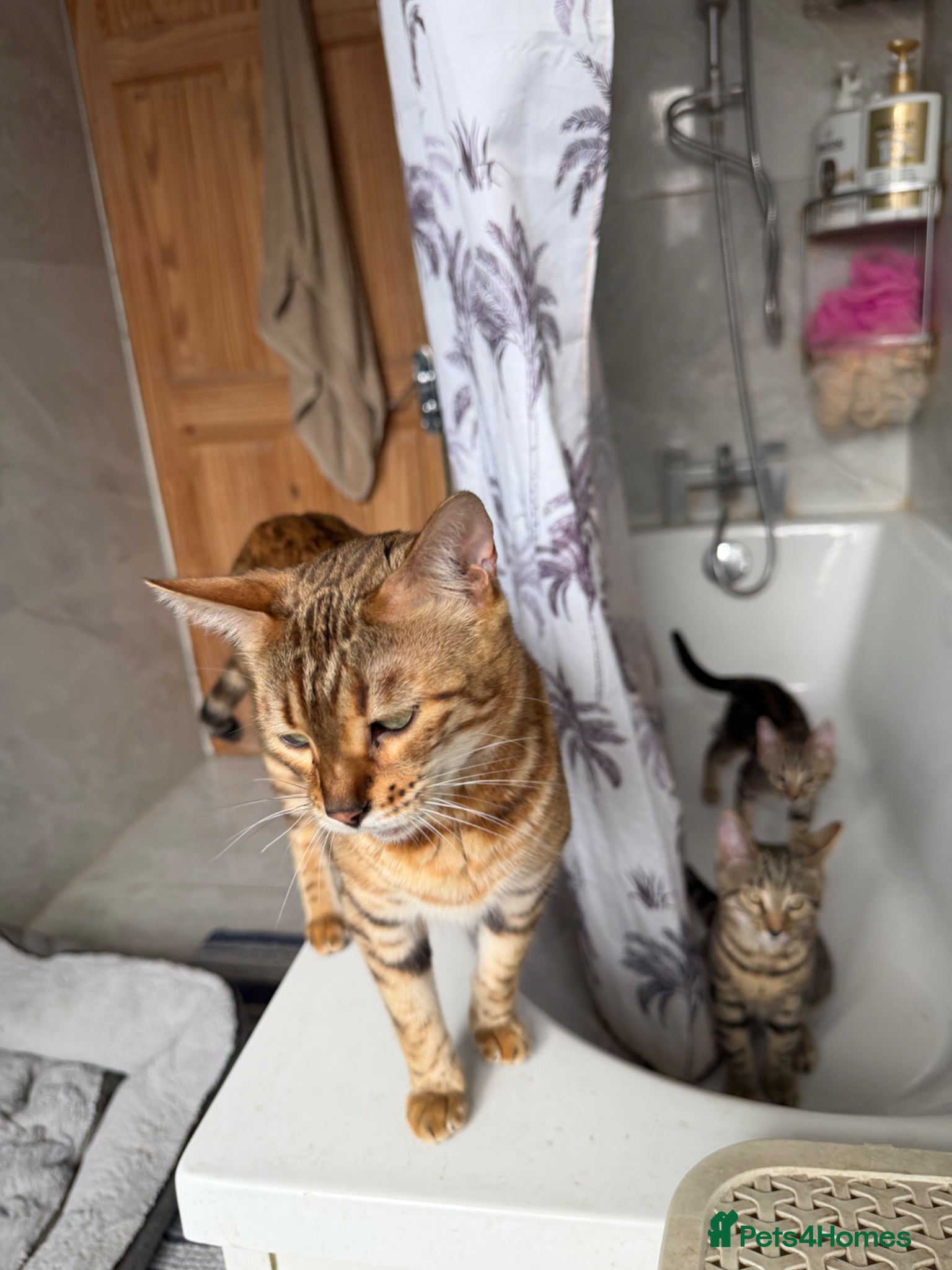 Mixed Breed cats BENGAL MIX KITTENS 4 SALE SOUTH LONDON - Advert 2