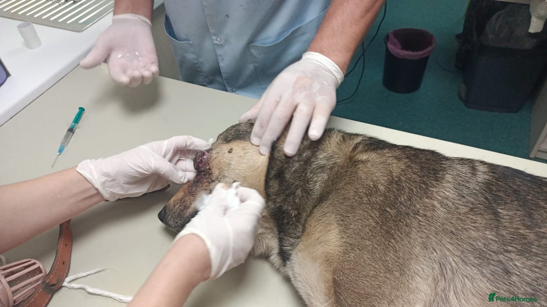 Mixed Breed dogs for adoption: 🐺 WOLFIE – A Brave Soul Ready for a New Life 🖤 - Advert 8