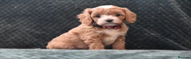 Cavapoo 5