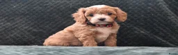 Cavapoo dogs for sale: Toy F1 Cavapoo Puppies Fully Dna Clear. - Advert 10