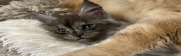 Maine Coon cats for sale: Adorable pure breed Maine coon Kittens’s for sale - Advert 3