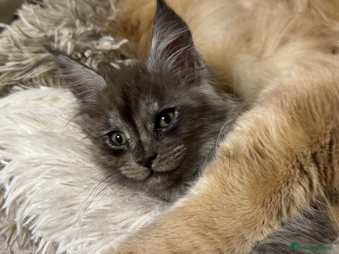 Maine Coon cats for sale: Adorable pure breed Maine coon Kittens’s for sale - Advert 3