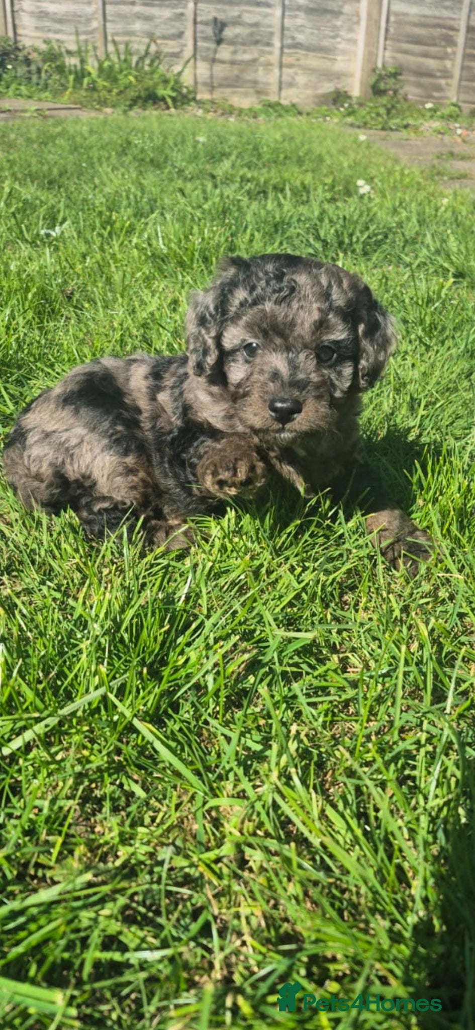 Cockapoo dogs Merle cockapoo puppies very curly - Advert 16