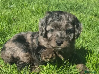Cockapoo dogs Merle cockapoo puppies very curly - Advert 16
