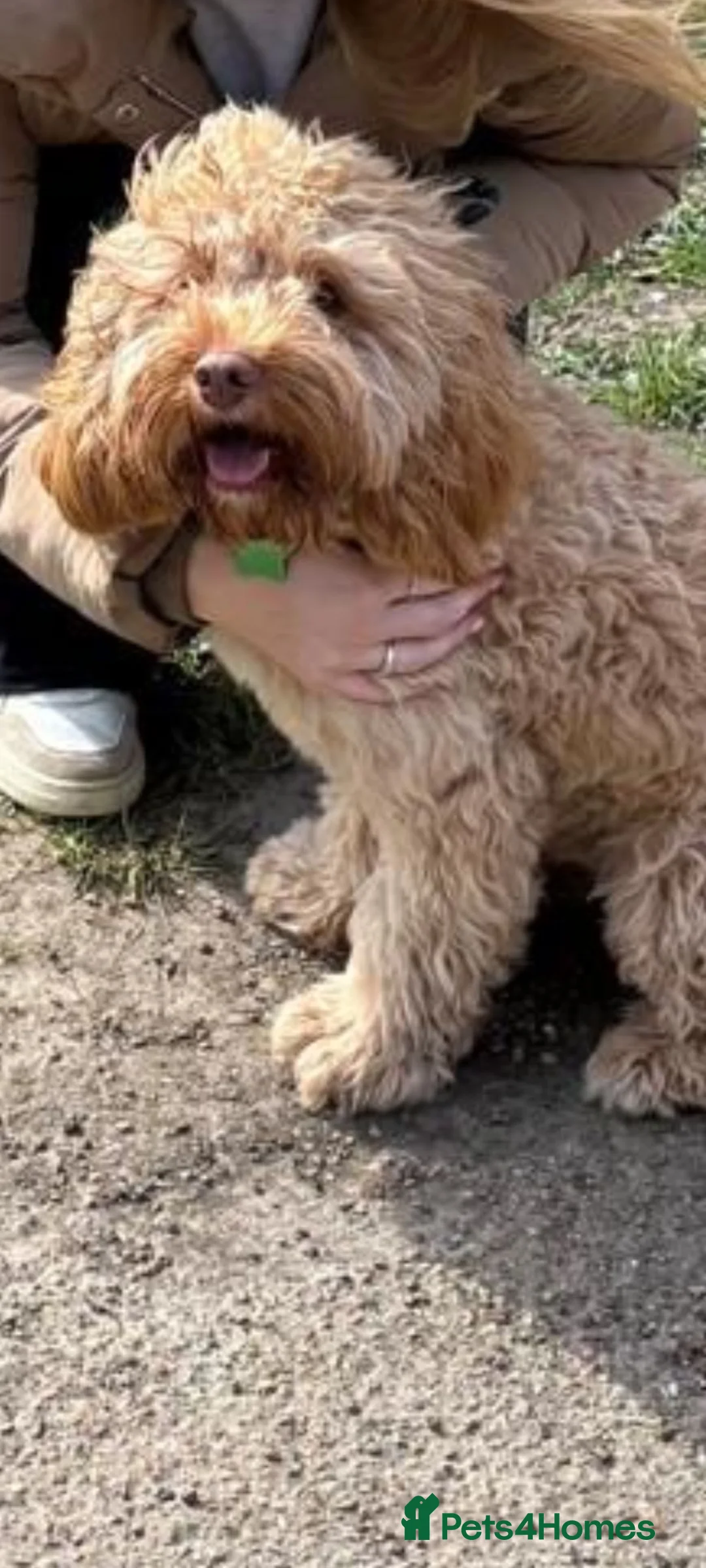 Cavapoo dogs for sale: Sweet Coby in Tunbridge Wells - Advert 2