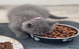 British Shorthair cats for sale: Chunky BSH kittens - Image 4