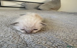 Ragdoll cats for sale: RAGDOLL X KITTENS  - Image 23