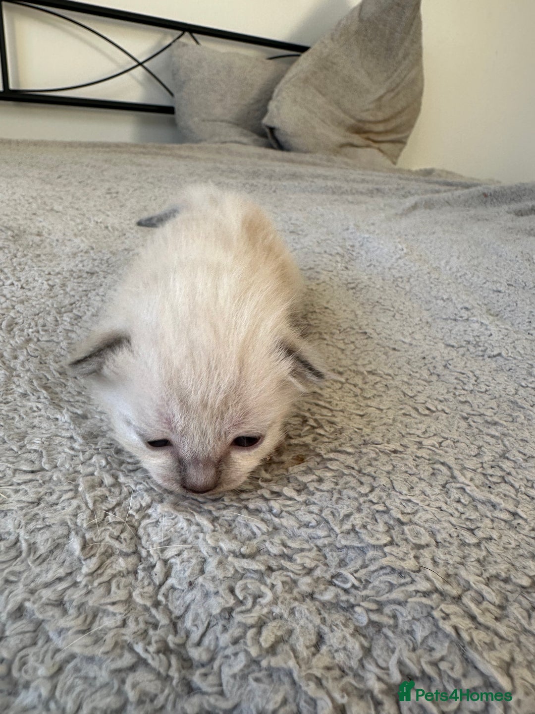 Ragdoll cats for sale: RAGDOLL X KITTENS  - Image 23