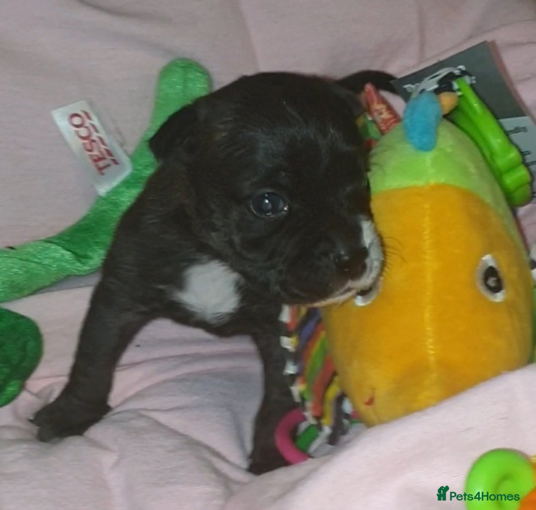 Staffordshire Bull Terrier dogs for sale: Beautiful female staffy puppy - Image 1