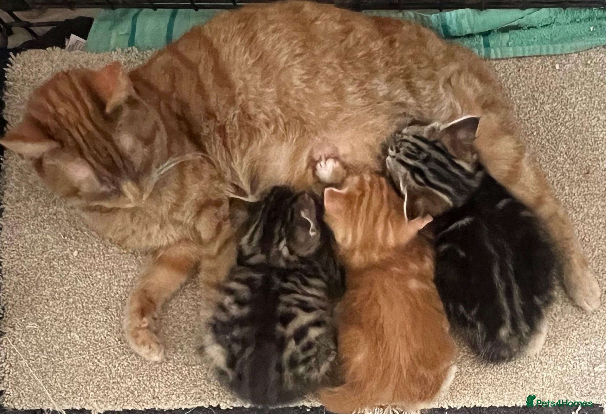 Mixed Breed cats 🫶🏻❤️2 Beautiful girls❤️🫶🏻 - Advert 1