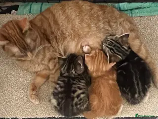 Mixed Breed cats 🫶🏻❤️2 Beautiful girls❤️🫶🏻 - Advert 1