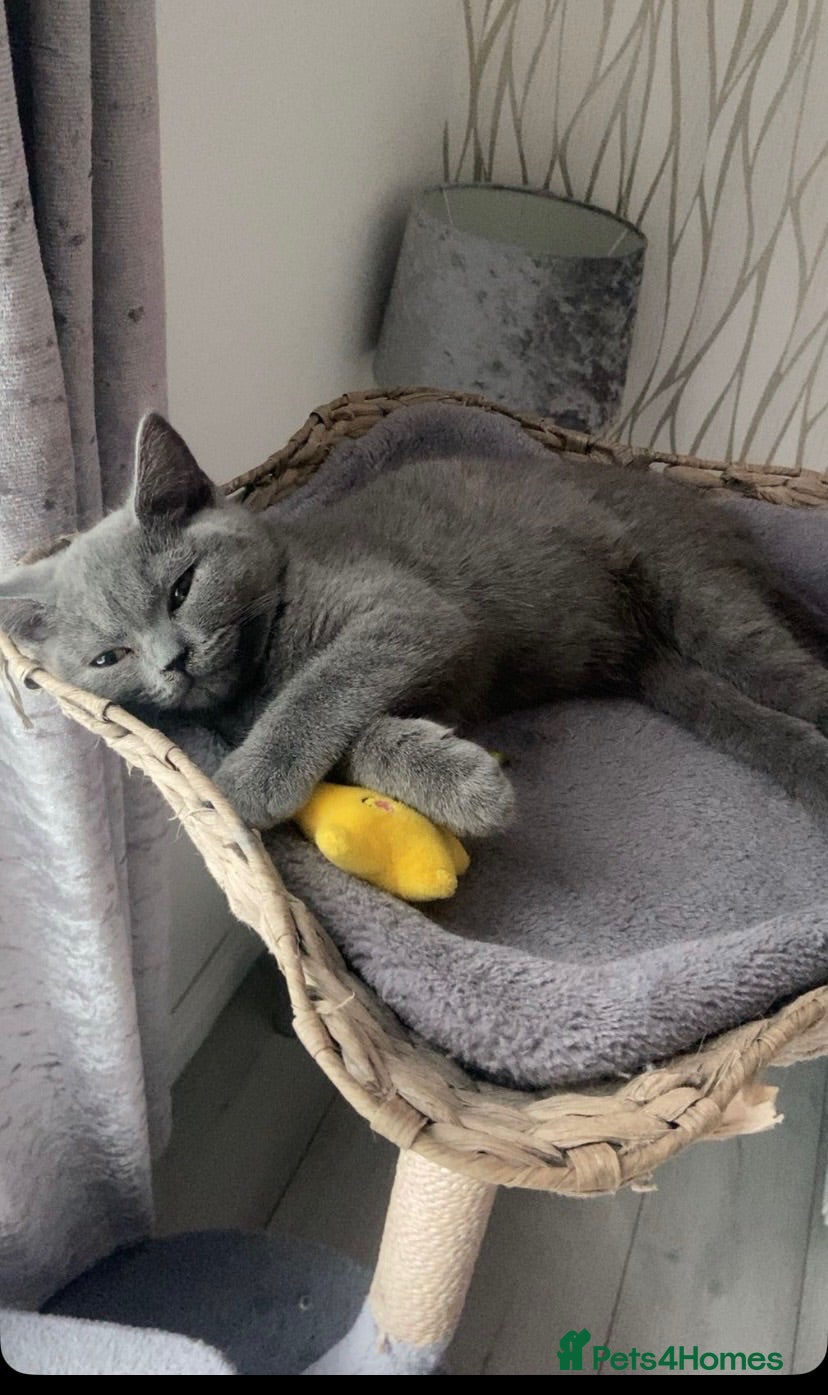 British Shorthair cats kitten for sale - Advert 4