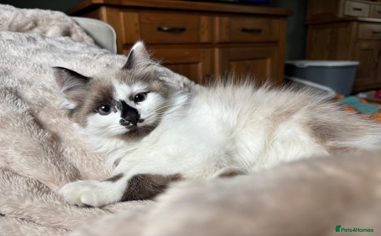 Siberian cats - Advert 1