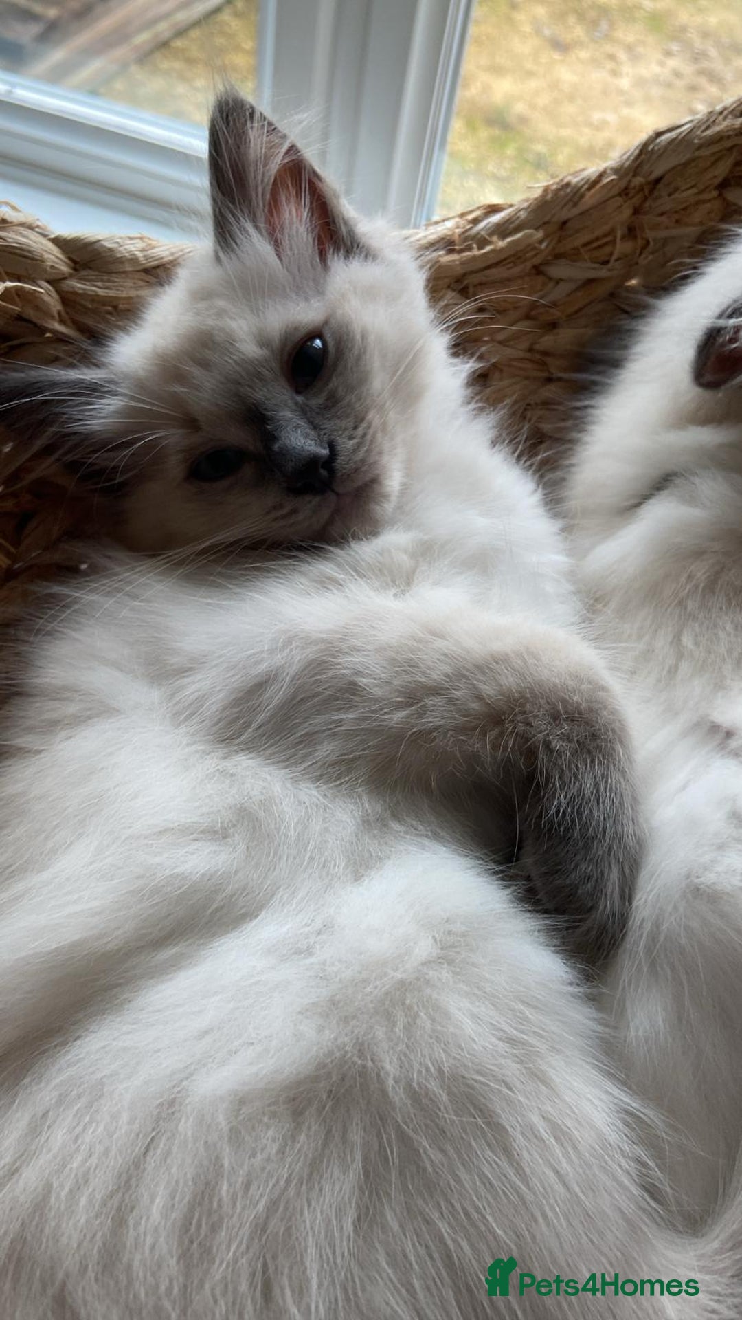 Ragdoll cats for sale: GCCF Ragdoll Kittens - Image 6