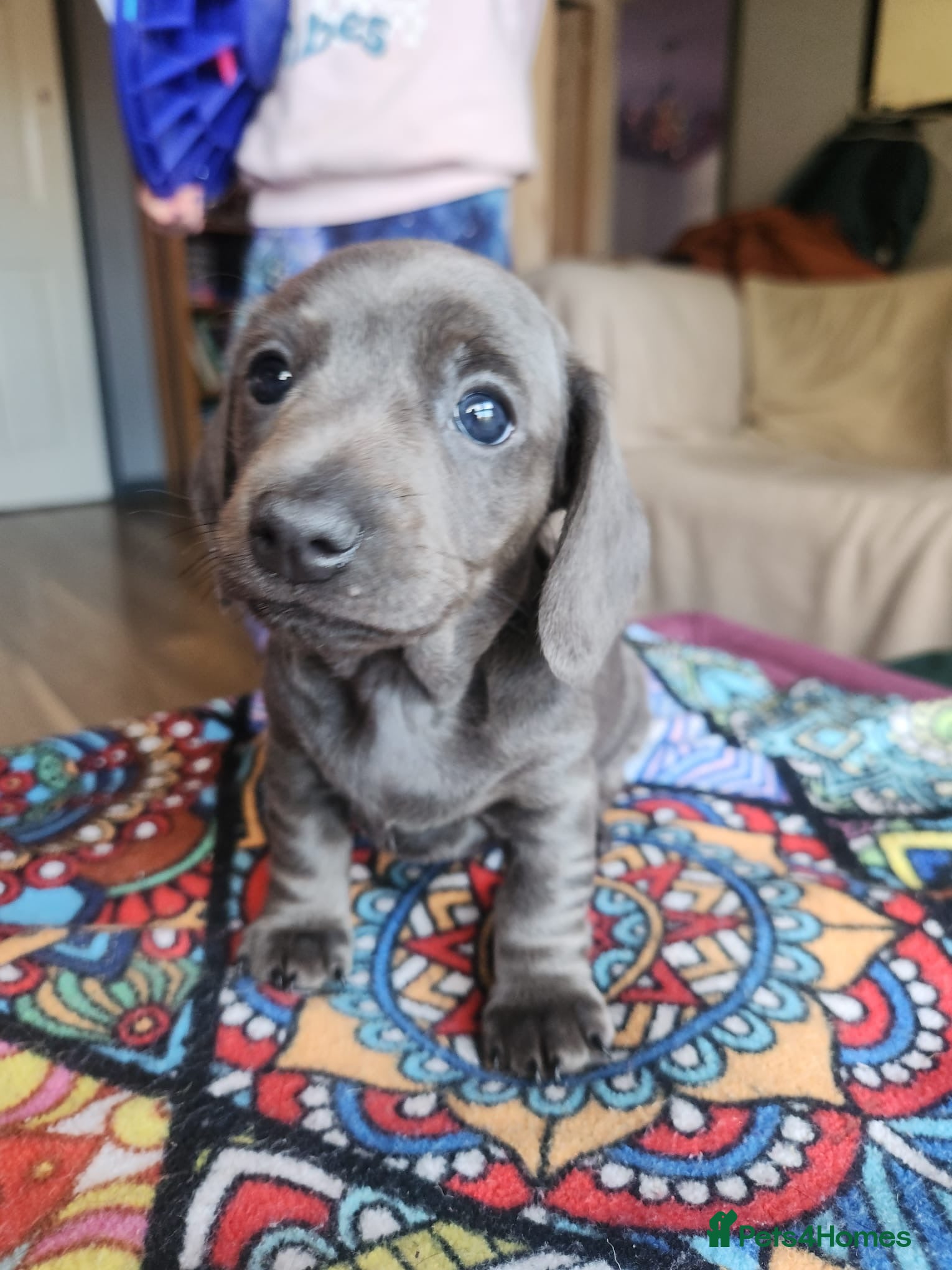 Dachshund dogs The last Beautiful Grey Female puppy left - Advert 2