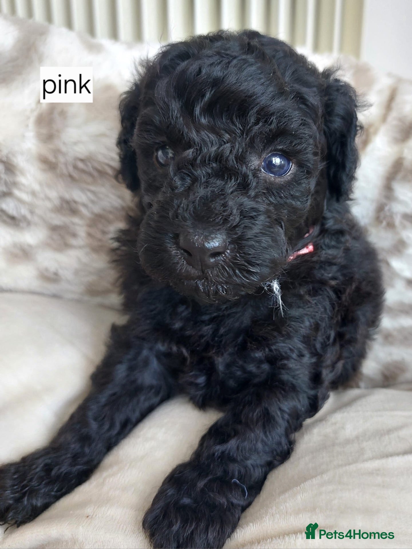 Miniature Poodle dogs Adorable kc reg miniature poodles - Advert 2
