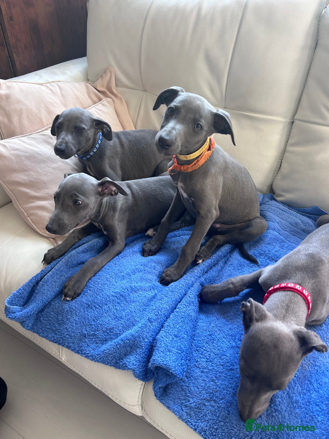 Whippet dogs for sale: Gentle, Loving Whippet Puppies – Ready Now  - Image 2