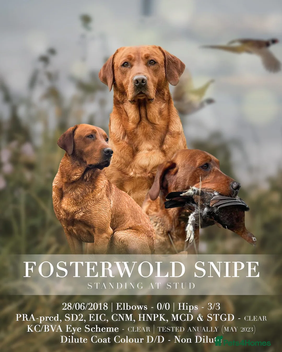 Labrador Retriever dogs for stud: FULLY HEALTH TESTED fox red labrador in Malton - Advert 2
