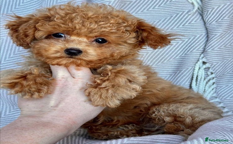 Toy Poodle dogs - Advert 13