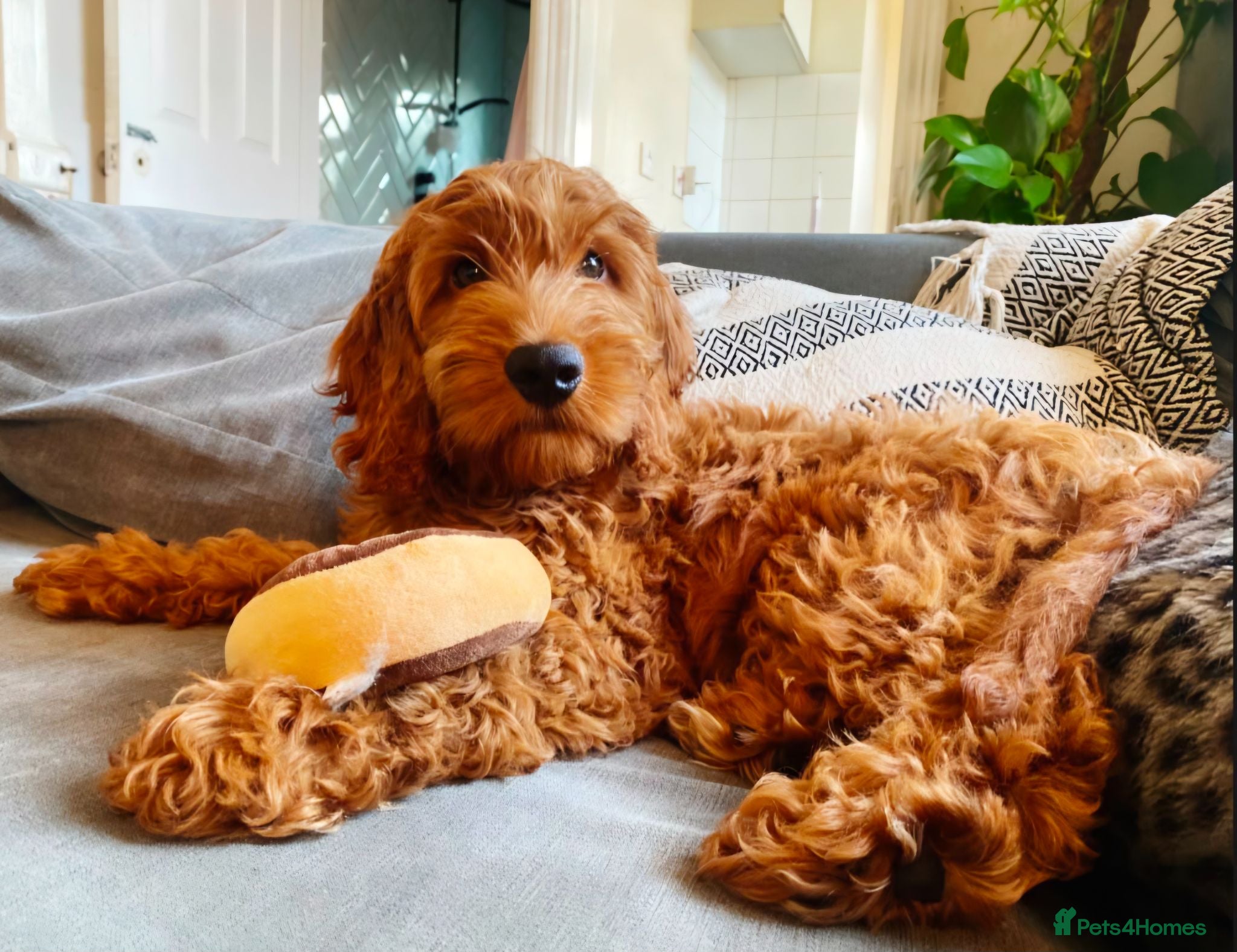 Cavapoo dogs 1 Gorgeous Cavapoo puppy remaining F1 - Advert 13